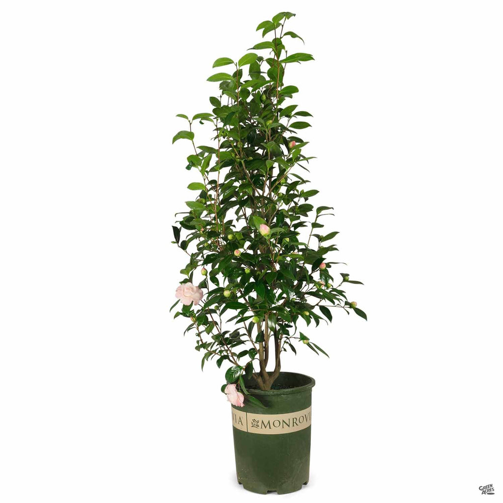 Camellia_NucciosPearl_5galMonr