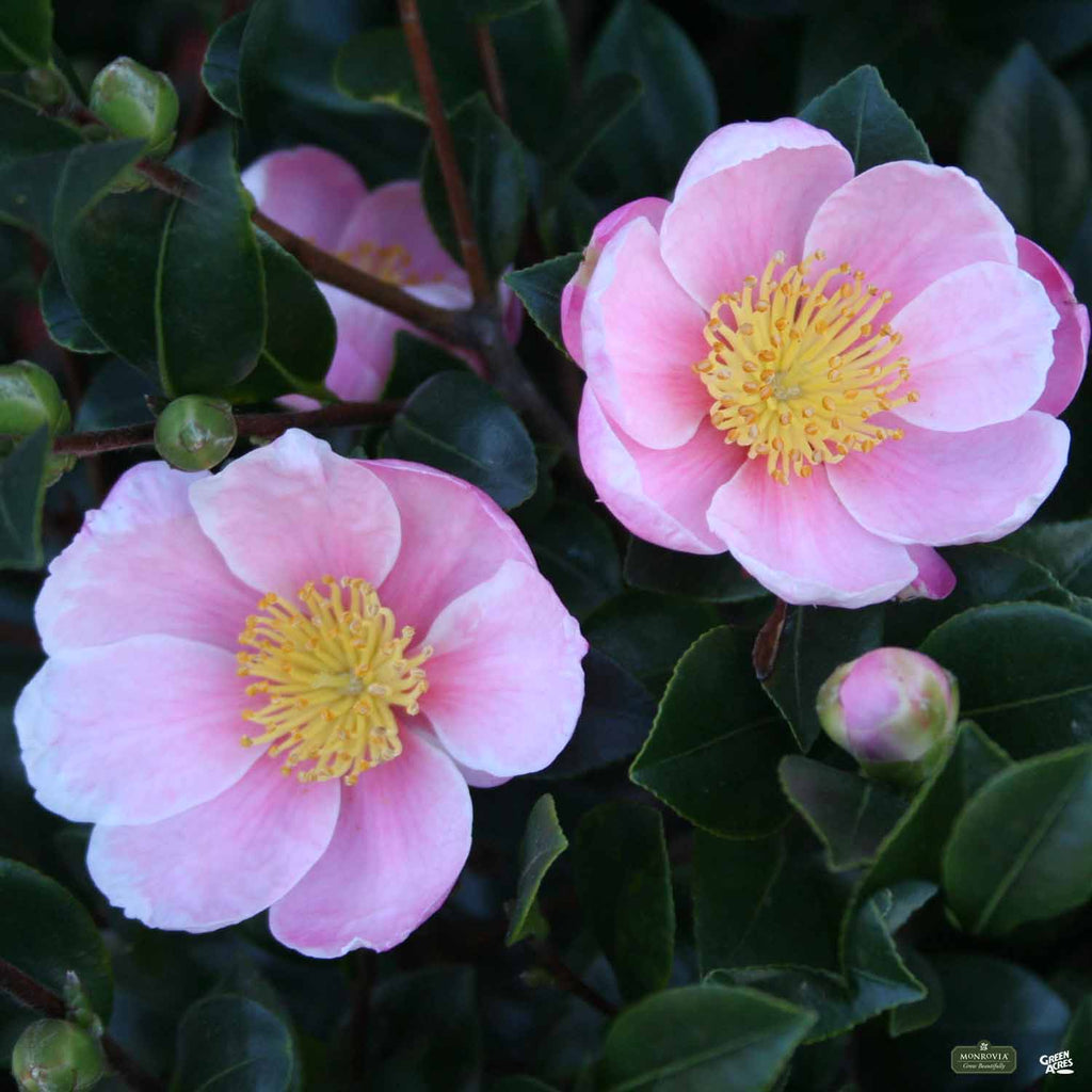 Pink-A-Boo® Camellia | Monrovia — Green Acres Nursery & Supply