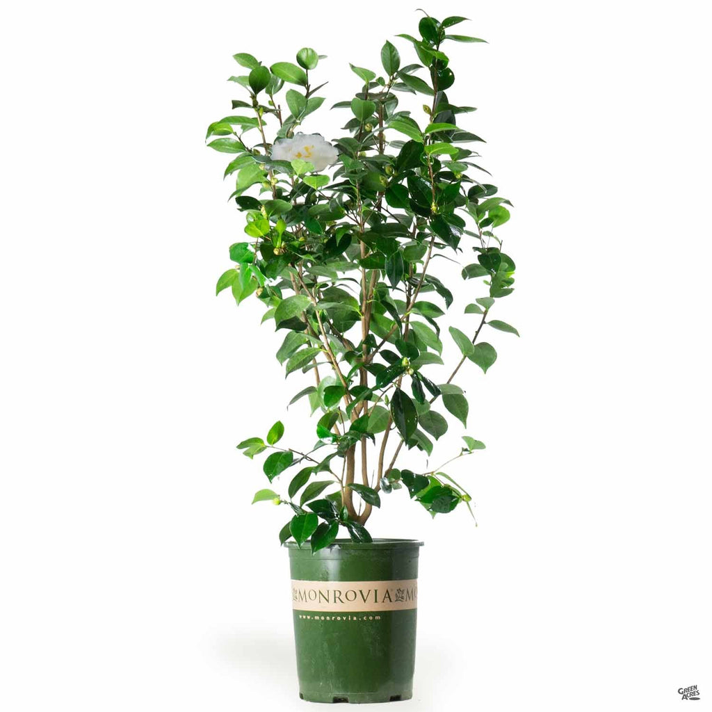 Camellia j. 'Swan Lake' | Monrovia — Green Acres Nursery & Supply