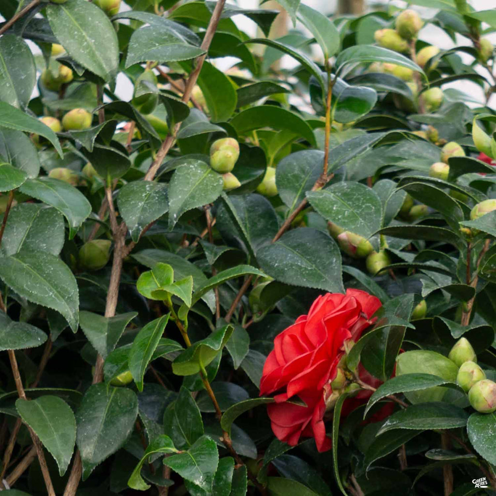 Camellia j. 'Tom Knudsen' — Green Acres Nursery & Supply