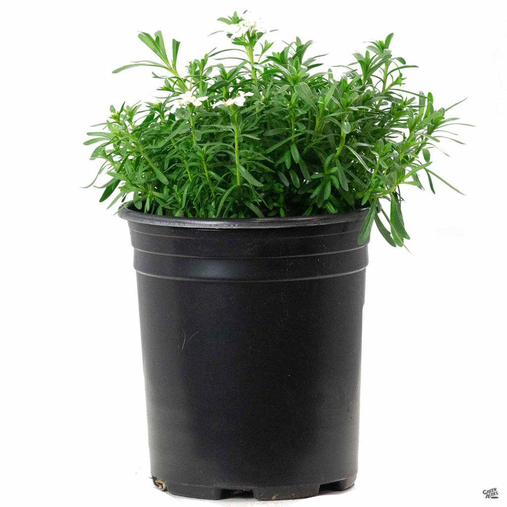 can i plant candytuft in a pot Candytuft — Green Acres Nursery & Supply