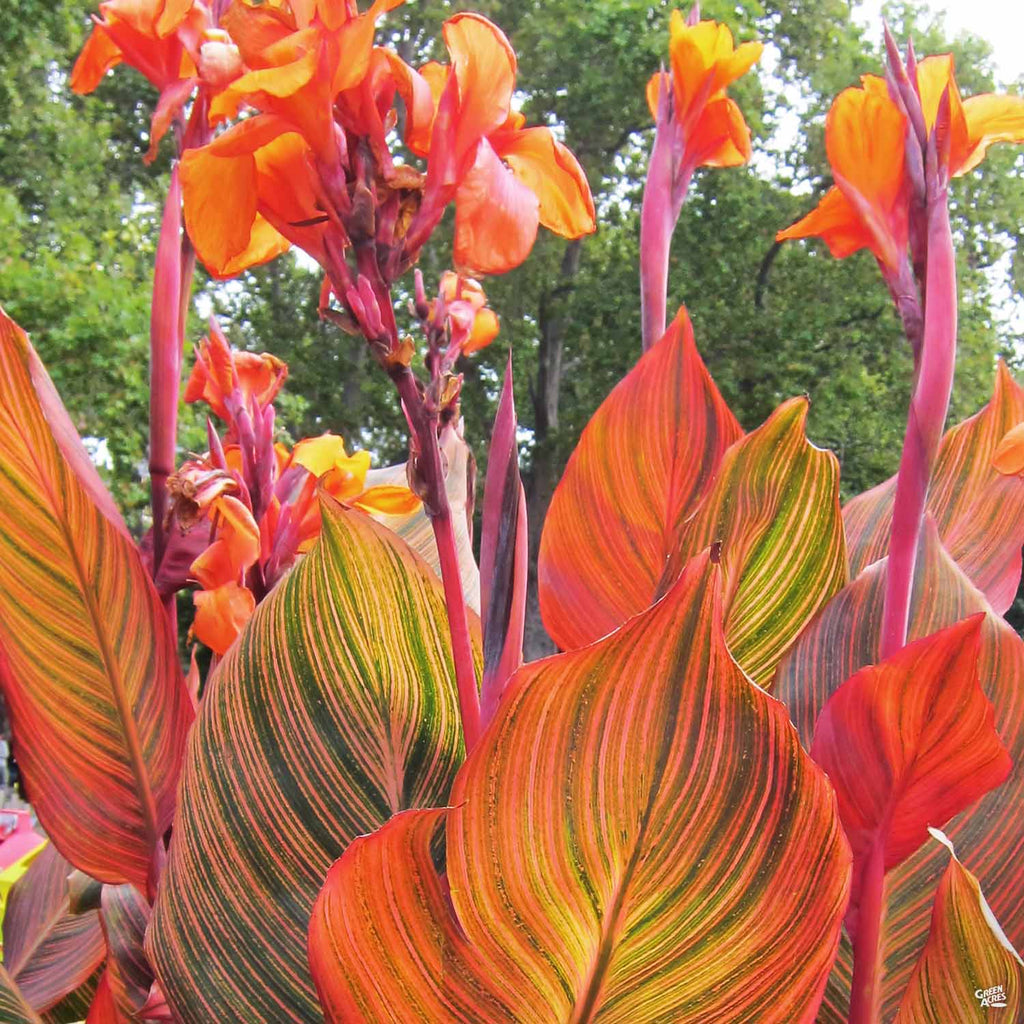 Canna 'Orange Stripe' — Green Acres Nursery & Supply