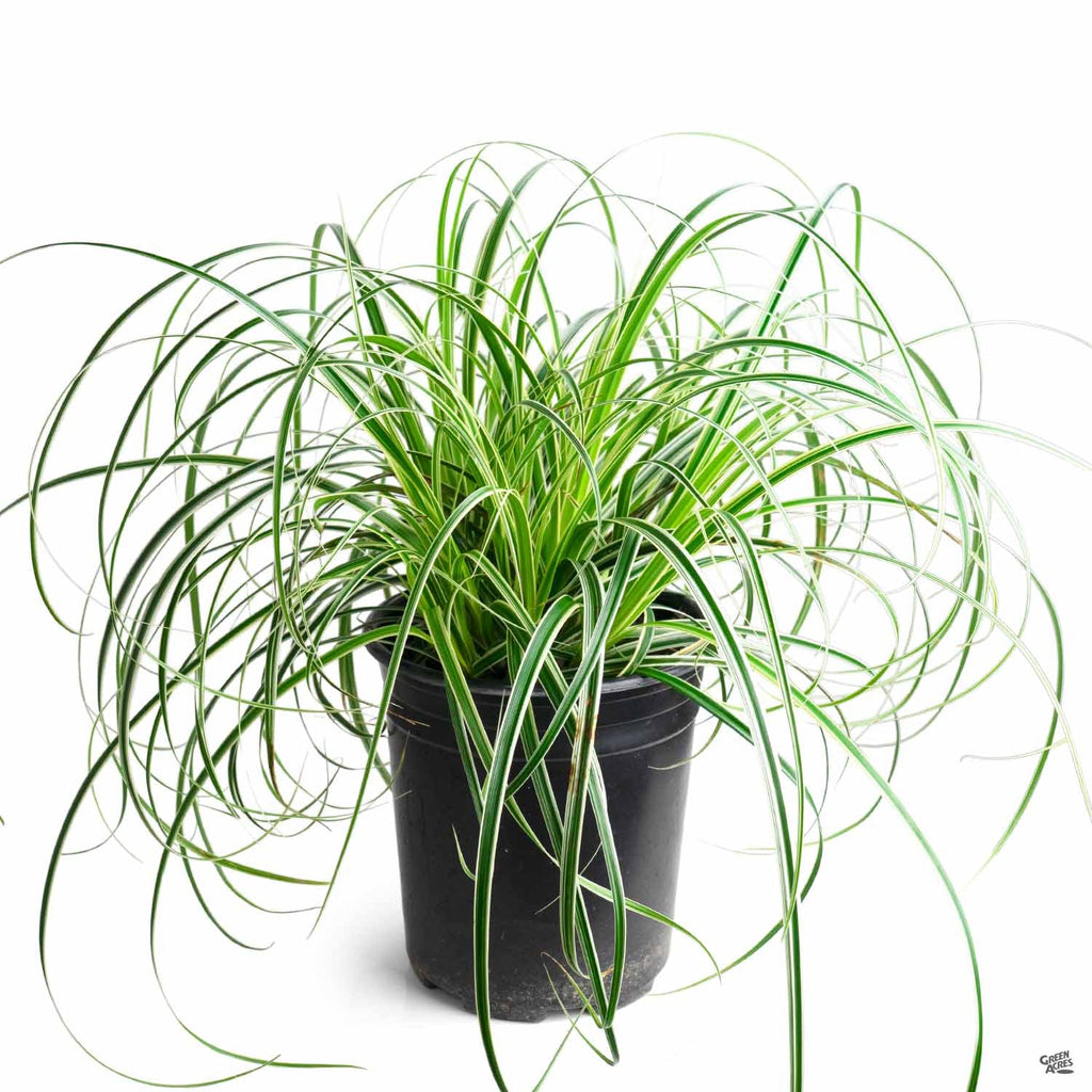 Sedge 'Feather Falls' — Green Acres Nursery \u0026 Supply, image size:1024x1024