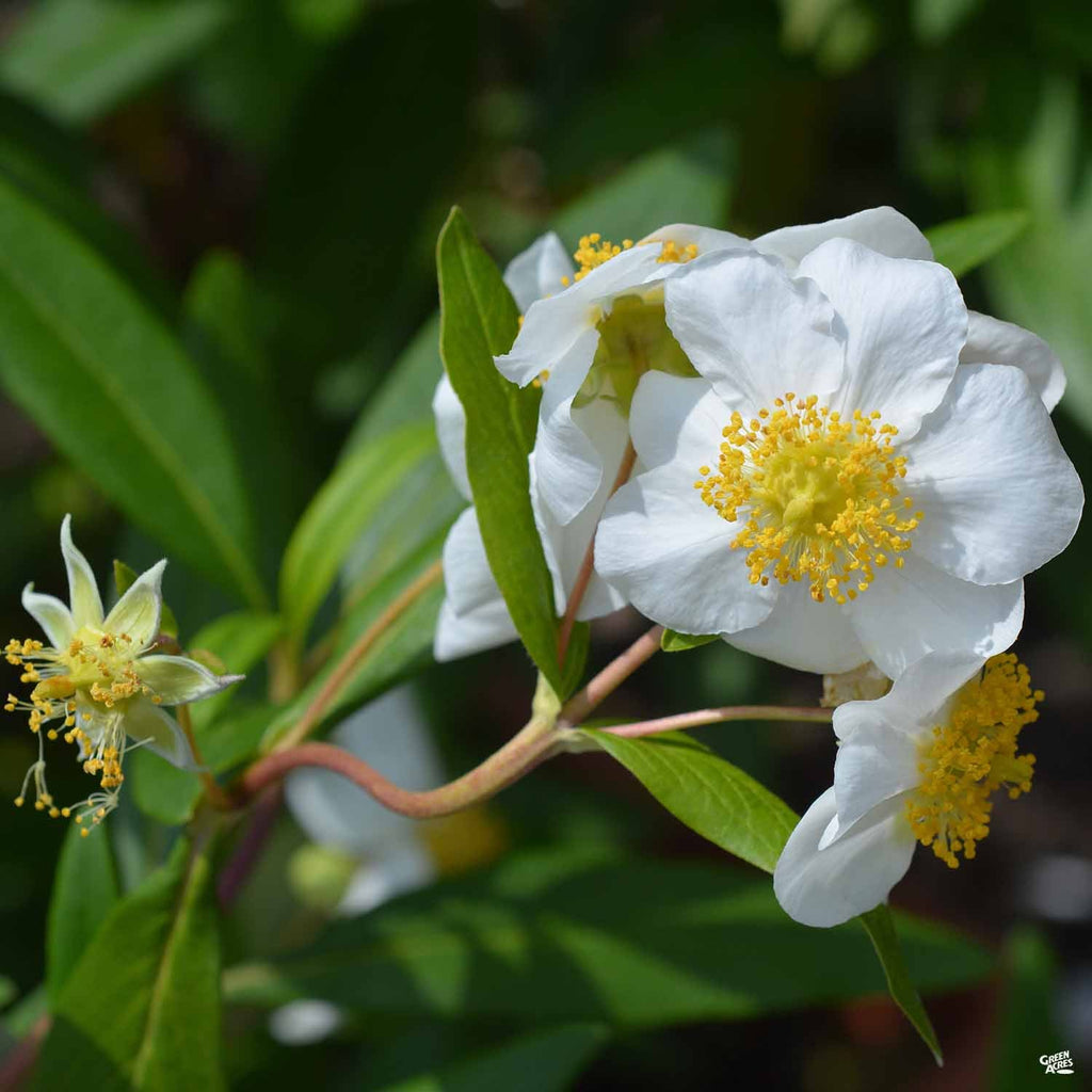 Bush Anemone 'Elizabeth' — Green Acres Nursery & Supply