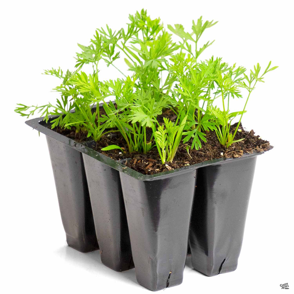carrot house plant Carrots — Green Acres Nursery & Supply