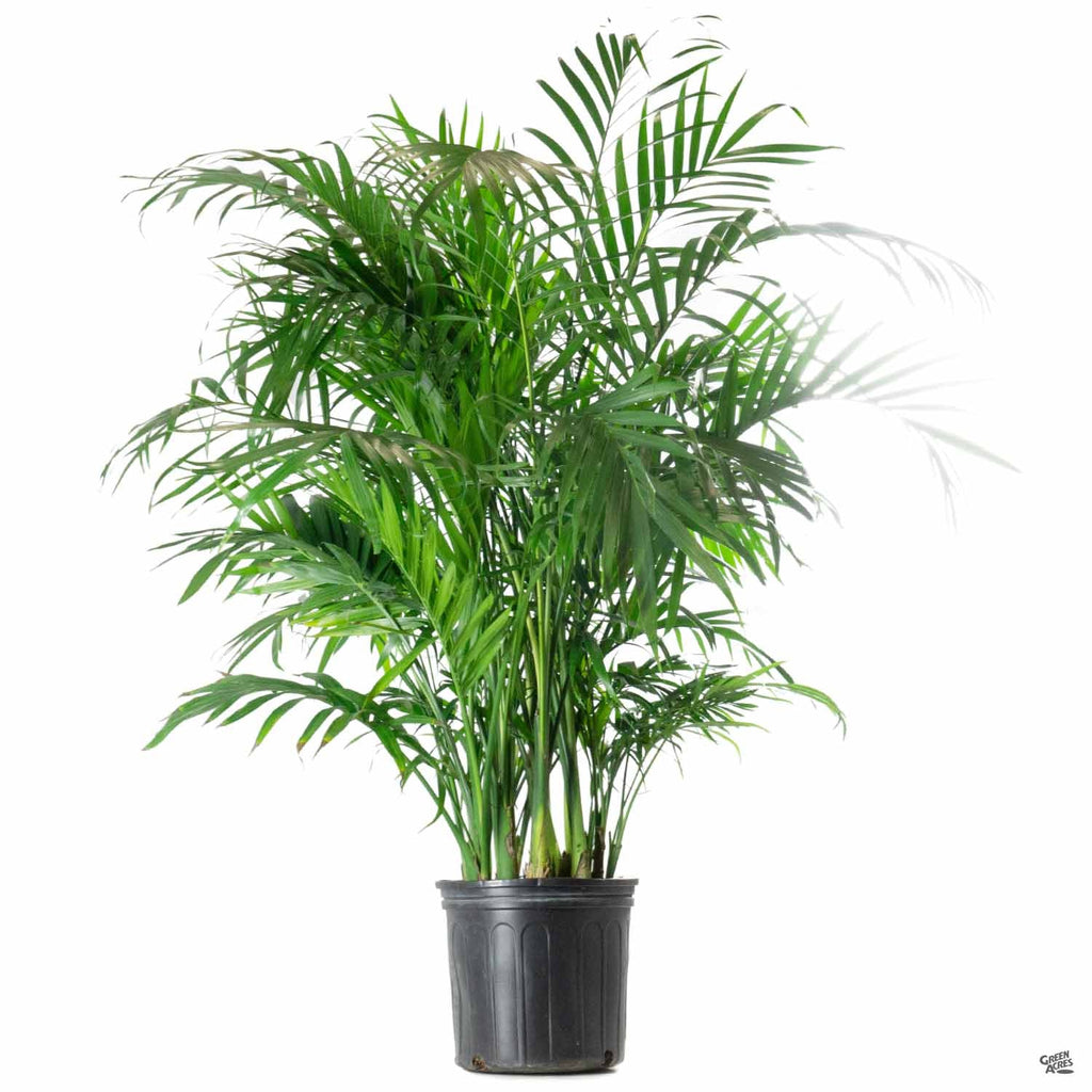 cat palm landscape Cat Palm — Green Acres Nursery & Supply