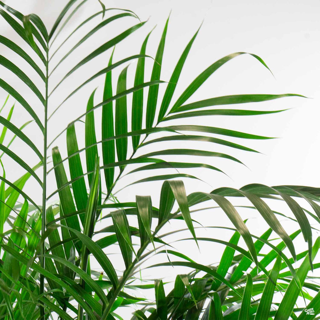 cat palm landscape Cat Palm — Green Acres Nursery & Supply