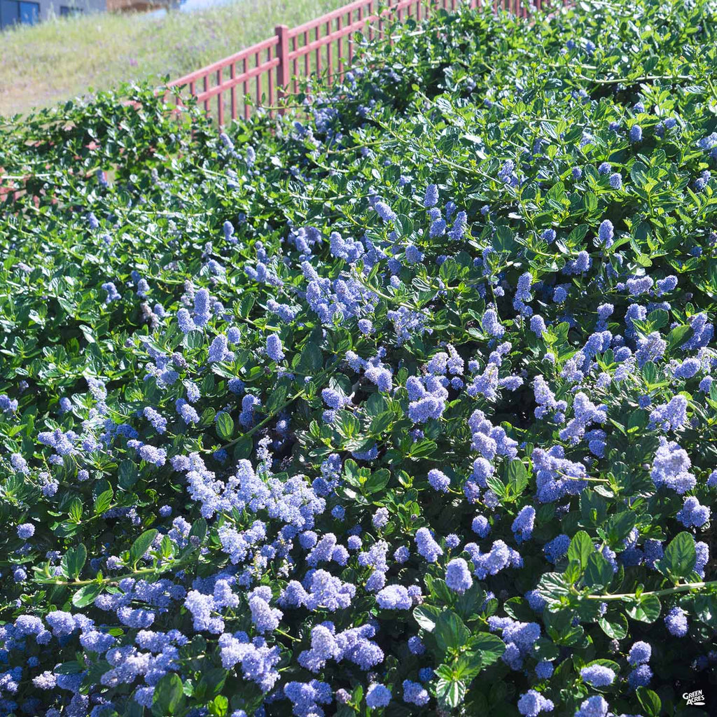 california-lilac-ground-cover-california-lilac-ceanothus-for-western