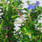 'Dark Star' California Wild Lilac