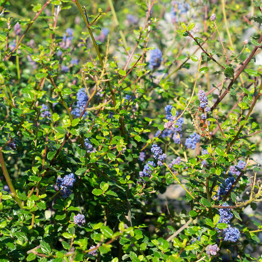 frosty blue succulent bloom Wild Lilac 'Frosty Blue' — Green Acres Nursery & Supply