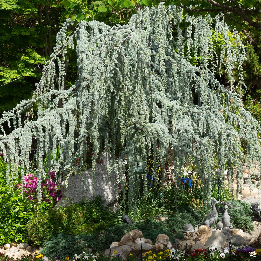blue atlas cedar fish hook Weeping | 3XL | 6-7 ft. tall, serpentine form | Ships in making it perfect for even smaller yards Weeping Blue Atlas Cedar: How