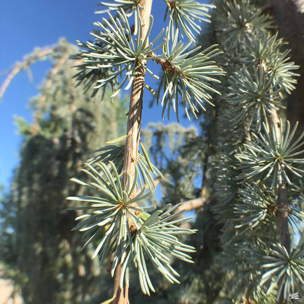 Weeping Blue Atlas Cedar — Green Acres Nursery & Supply