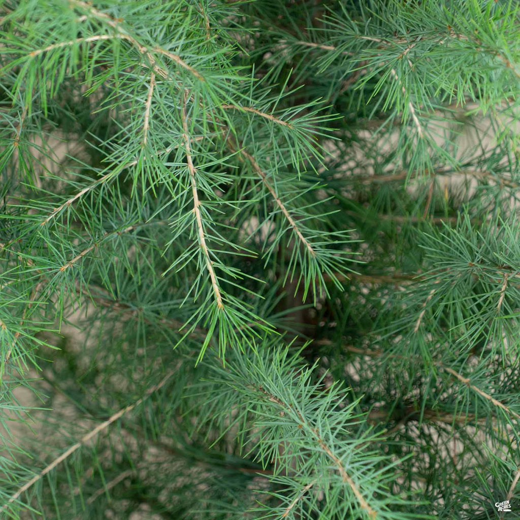 Deodar Cedar — Green Acres Nursery & Supply