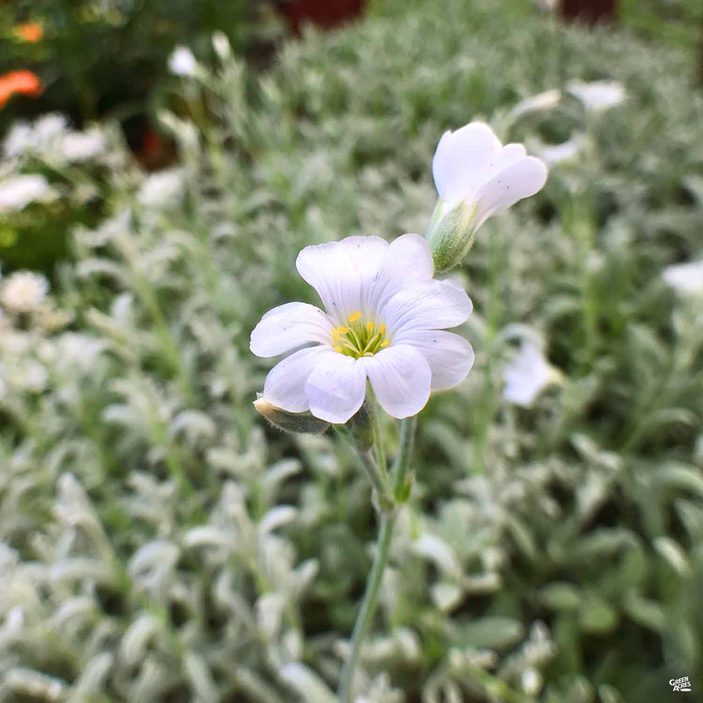 Cerastium_SnowInSummer_1024x10