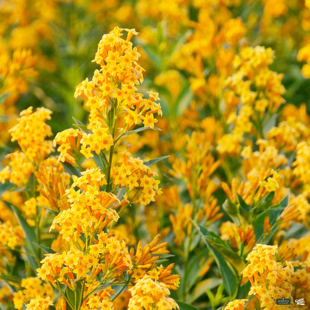 ガーディニア　 　　　　　ジャスミン 　　　　　ネルロ 　　　　　ウィスパー Jessamine 'Orange Peel' | Monrovia — Green Acres Nursery & Supply