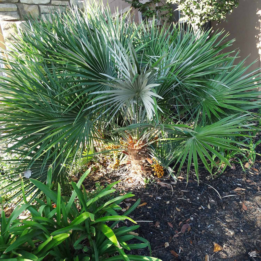 fan palm plant for sale Mediterranean Fan Palm — Green Acres Nursery & Supply