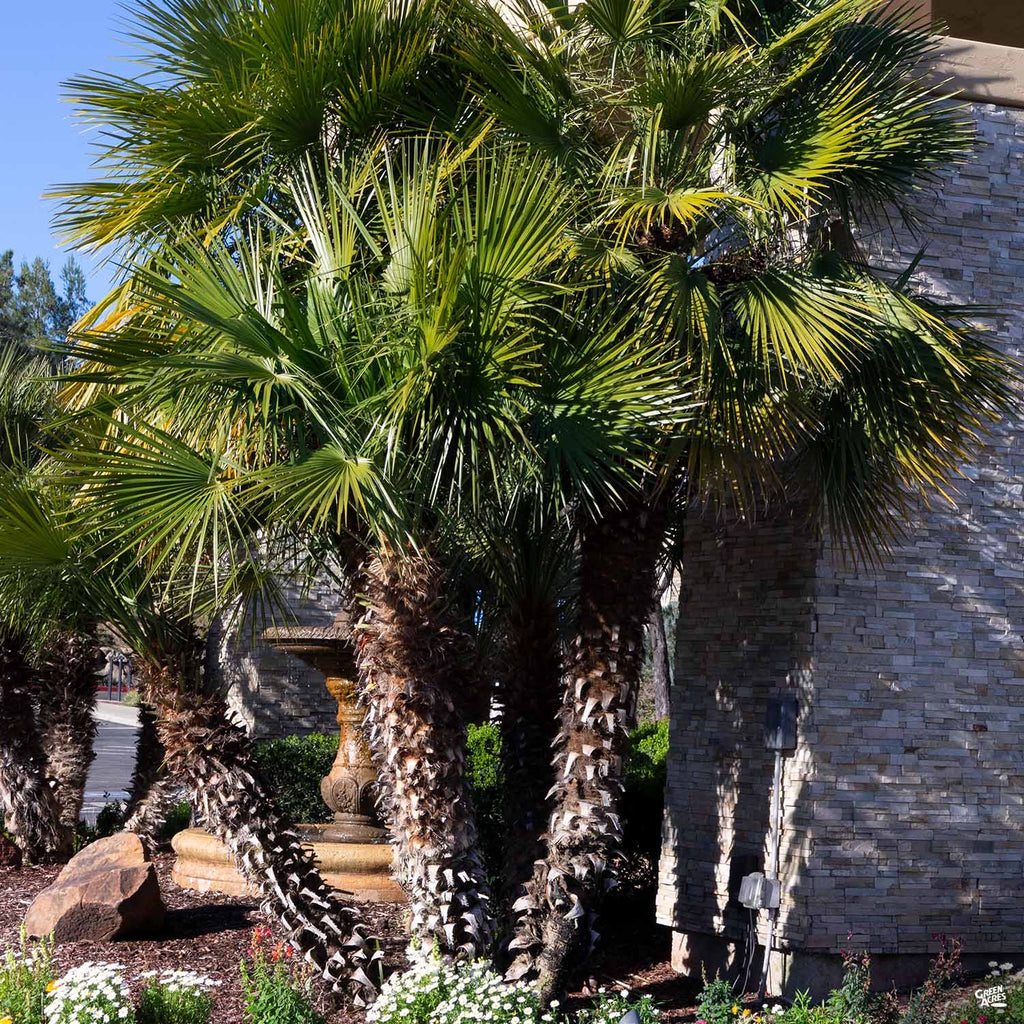 palm fan plant Mediterranean Fan Palm — Green Acres Nursery & Supply