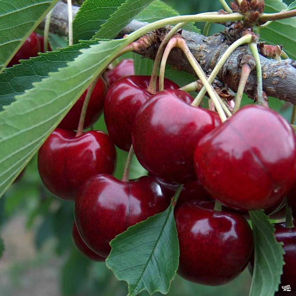 Cherry 'Lapins' — Green Acres Nursery & Supply