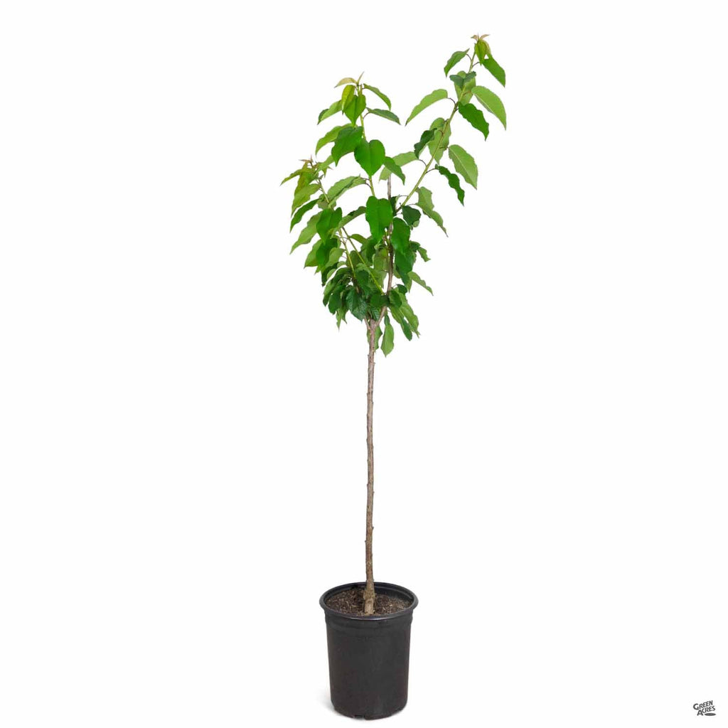 Cherry 'Lapins' — Green Acres Nursery & Supply