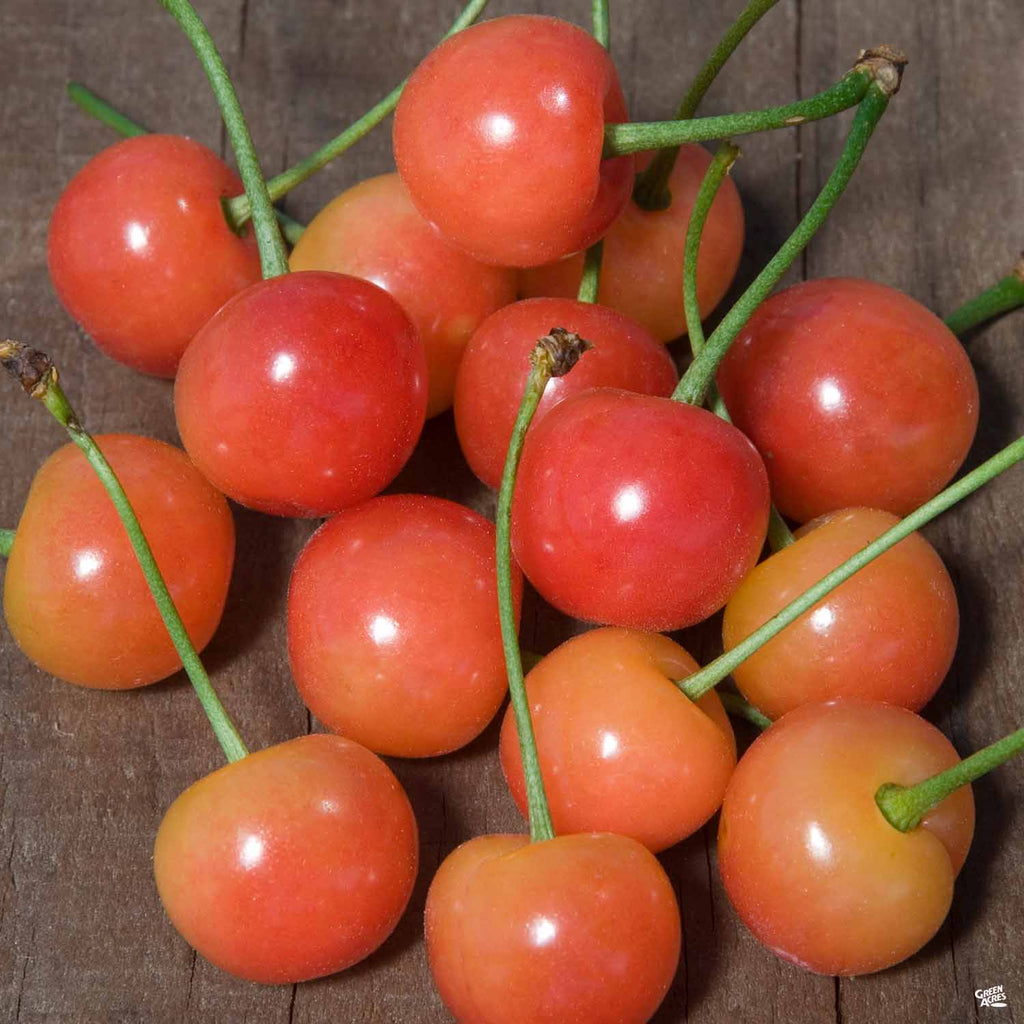 Cherry 'Montmorency Sour' Bareroot — Green Acres Nursery & Supply