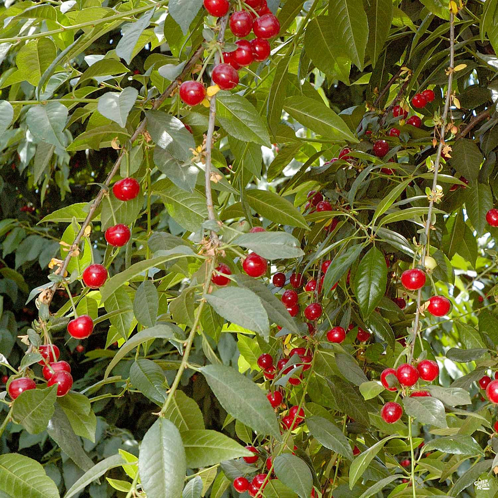 Cherry 'North Star Sour' — Green Acres Nursery & Supply