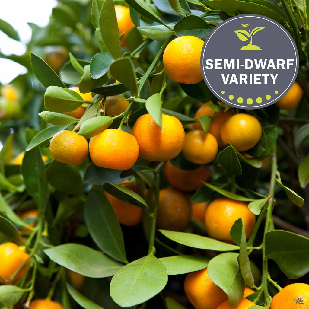calamondin orange semi dwarf tree Mandarin 'Clementine', Semi-Dwarf — Green Acres Nursery & Supply