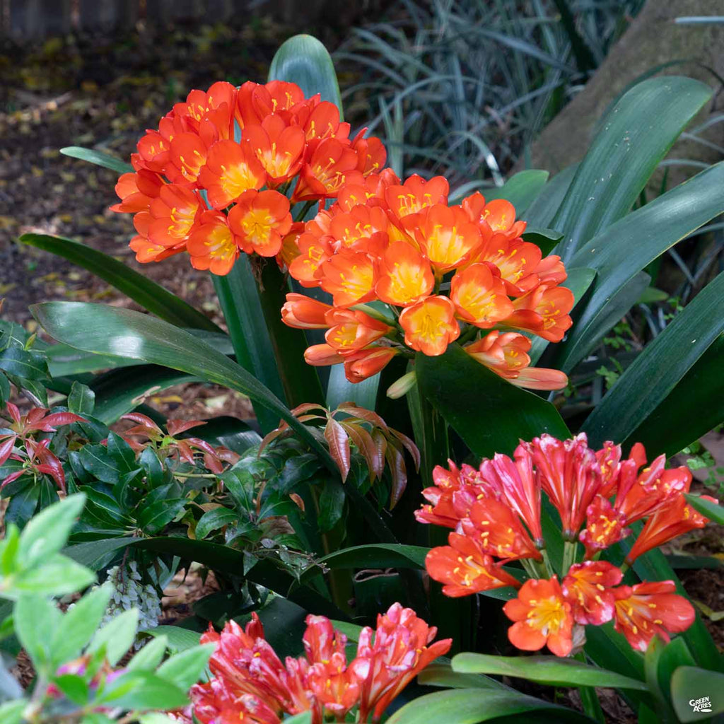 clivia plant indoor Clivia Lily — Green Acres Nursery & Supply