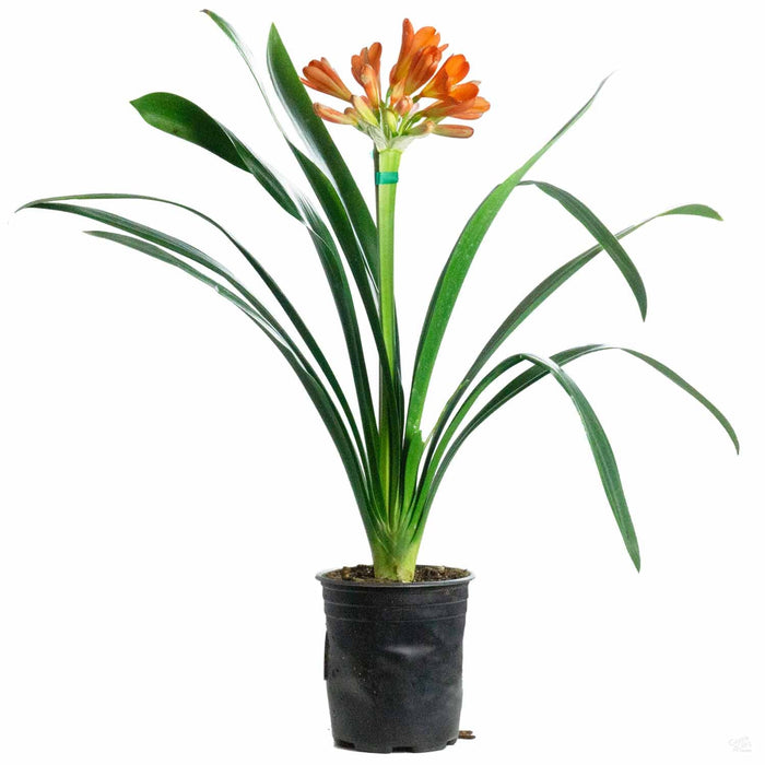 Clivia Lily 1 gallon