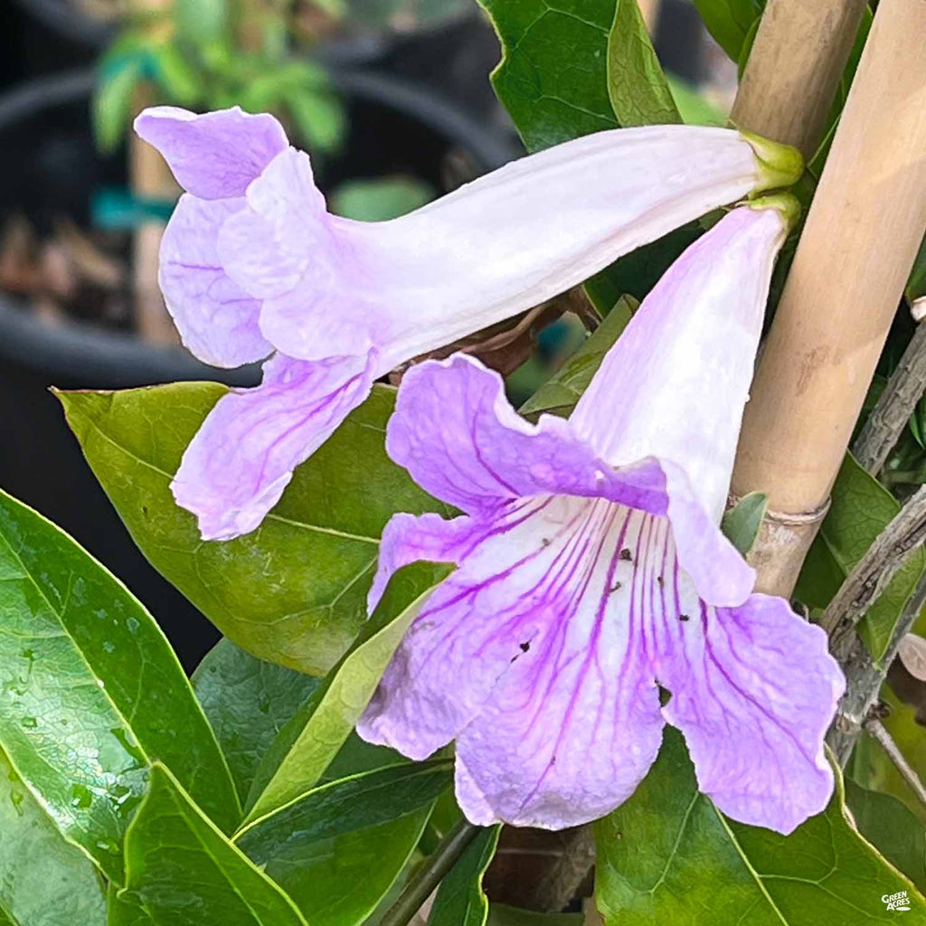 lavender angel trumpet plant Lavender Trumpet Vine Stake — Green Acres Nursery & Supply