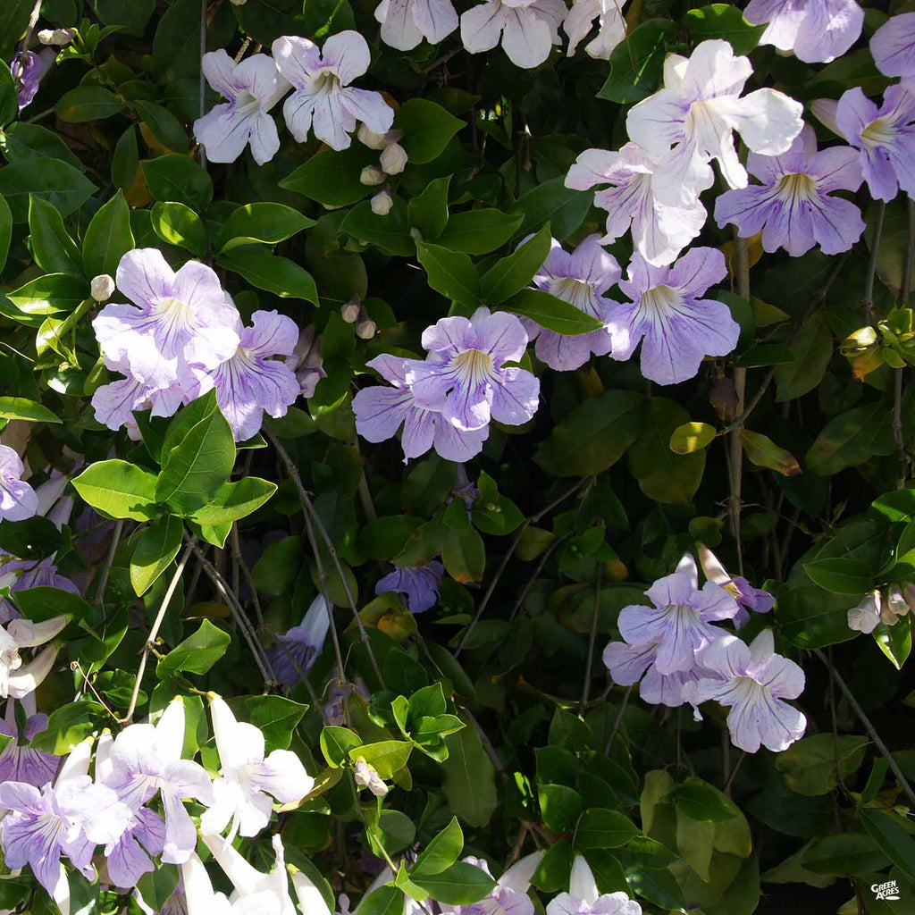 lavender trumpet vine seeds Lavender Trumpet Vine Stake — Green Acres Nursery & Supply