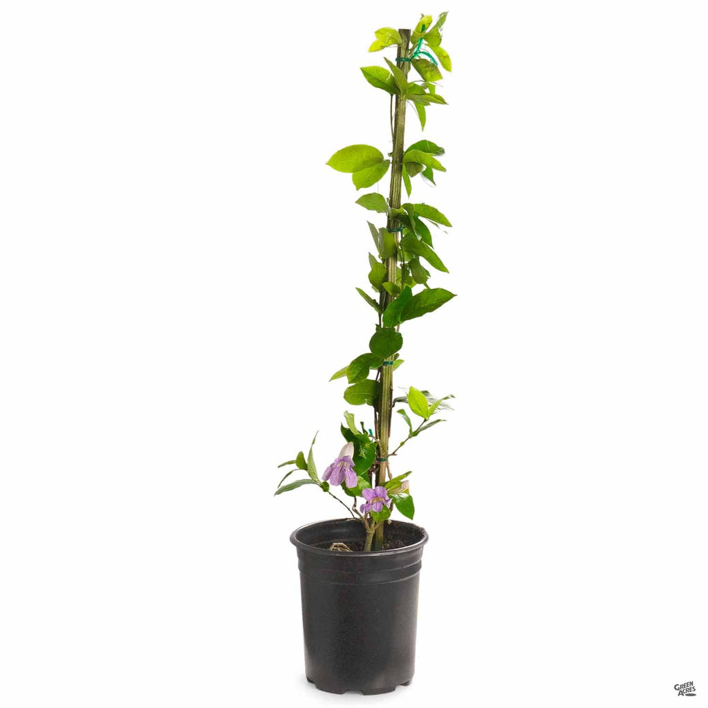 can you plant a trumpet vine in a pot Lavender Trumpet Vine Stake — Green Acres Nursery & Supply