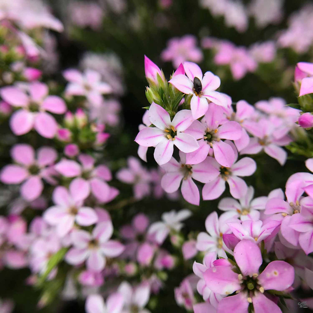 coleonema plant Breath Of Heaven — Green Acres Nursery & Supply