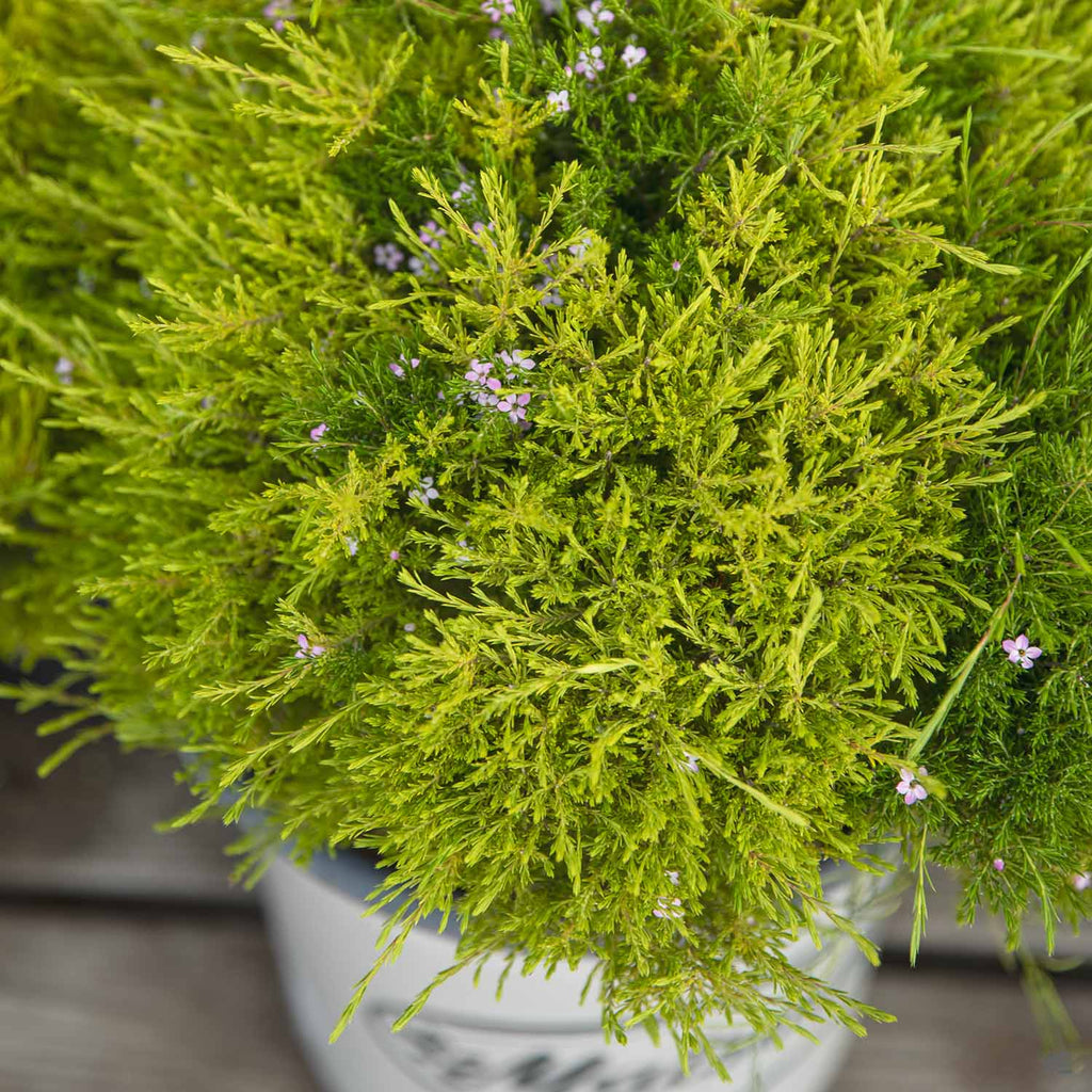 Breath Of Heaven 'Sunset Gold' — Green Acres Nursery & Supply