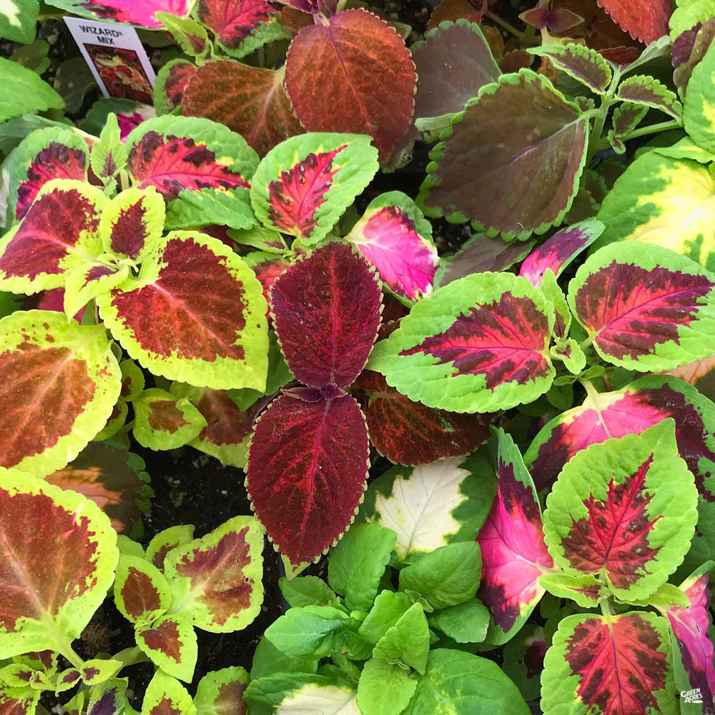 coleus plant air purifier Coleus — Green Acres Nursery & Supply