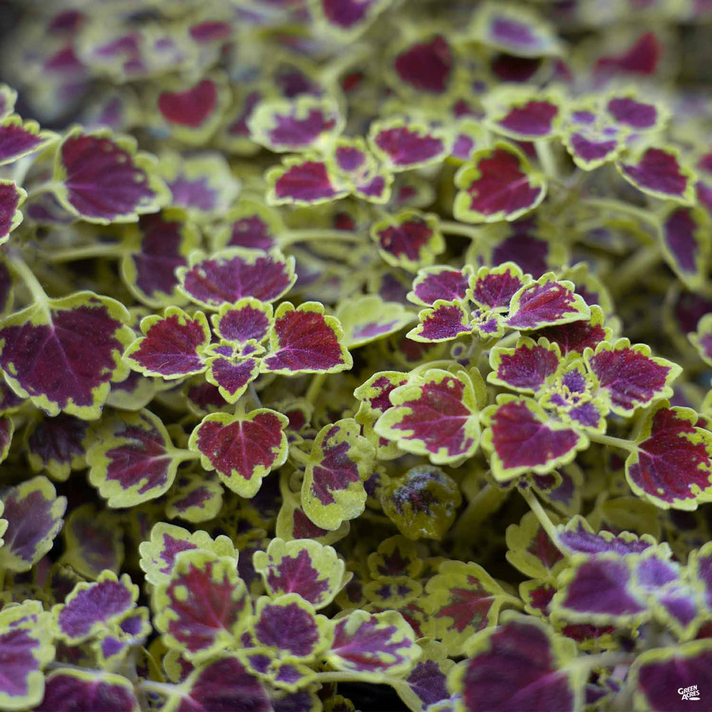coleus plant air purifier Coleus — Green Acres Nursery & Supply
