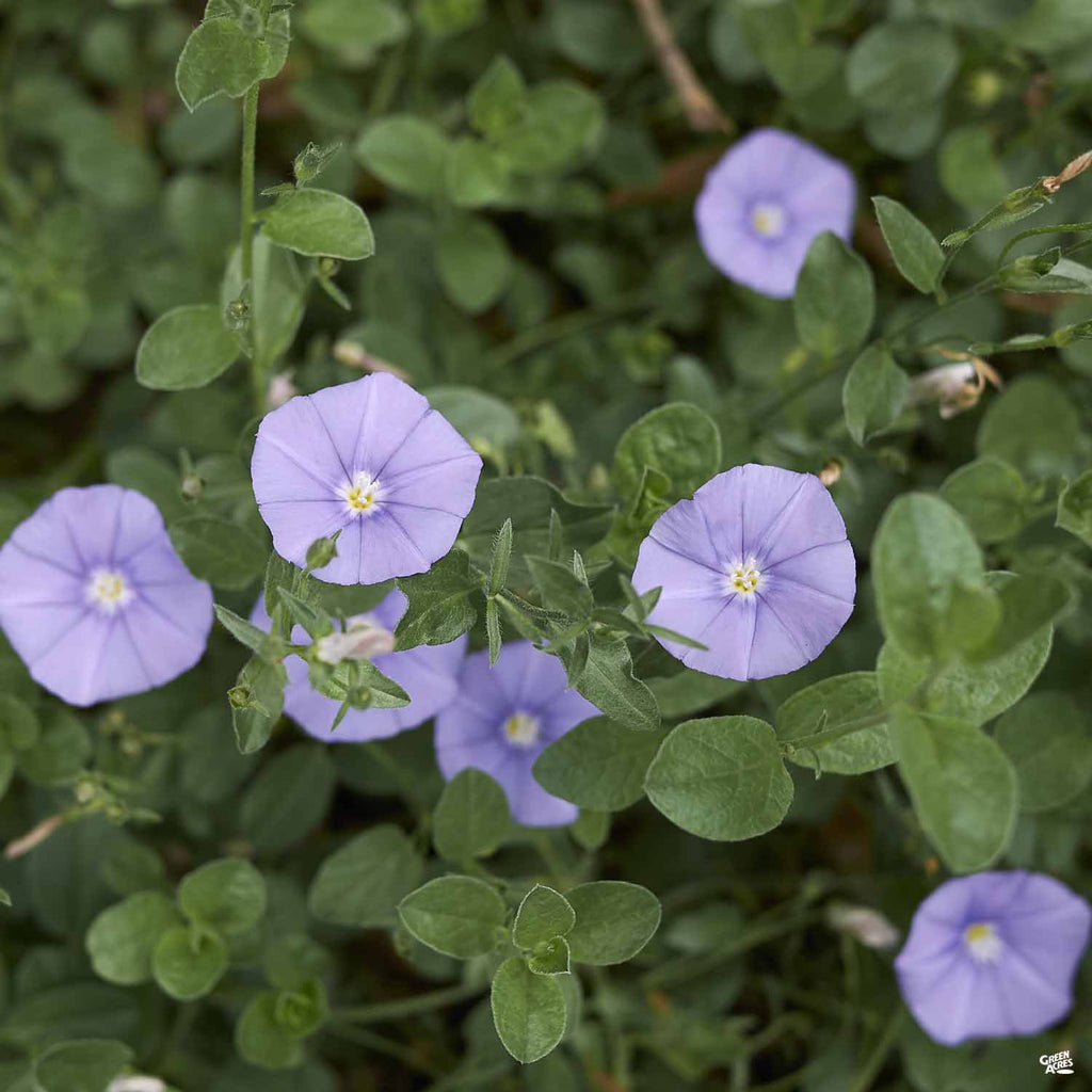 Ground Morning Glory — Green Acres Nursery & Supply