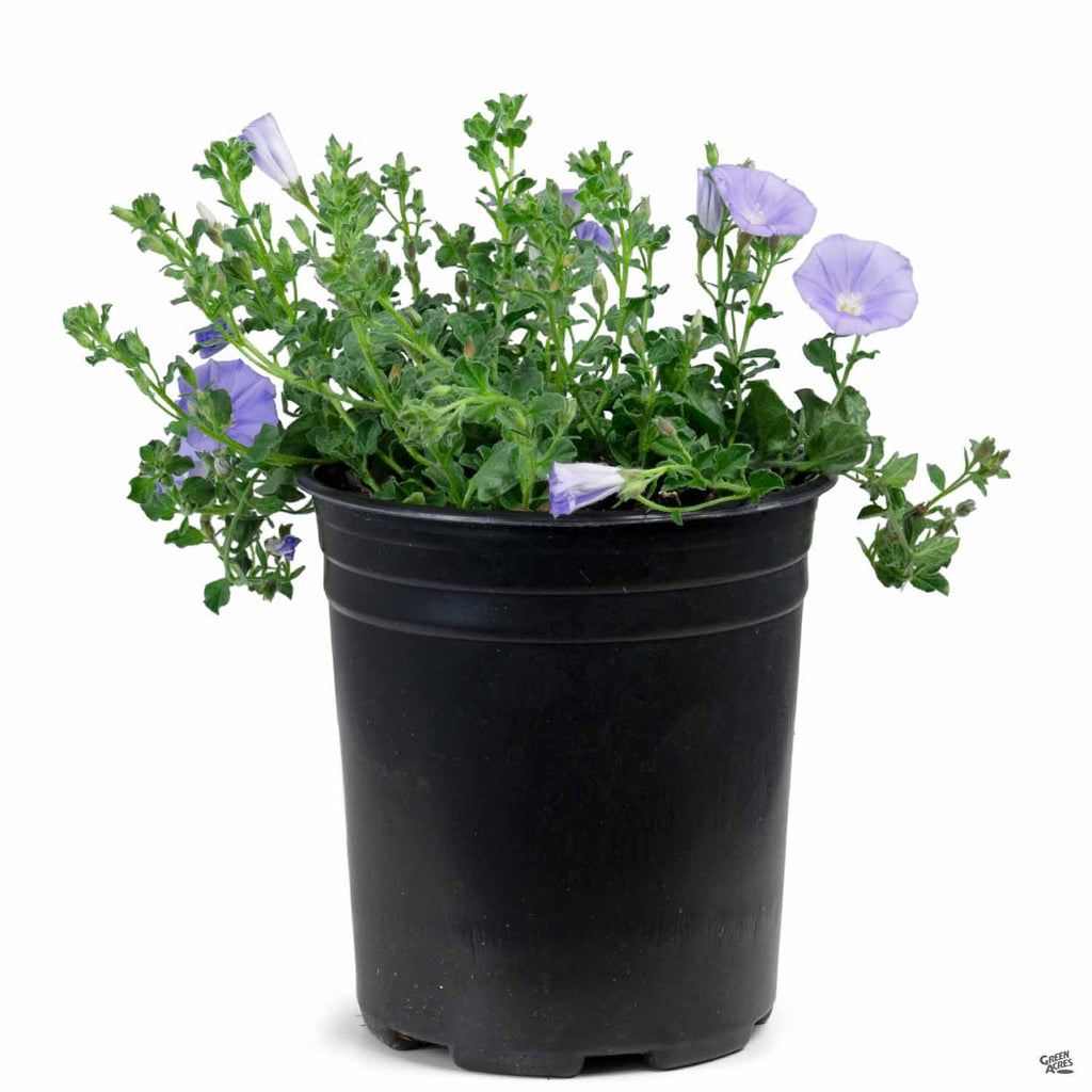 can morning glory be planted in pots Ground Morning Glory — Green Acres Nursery & Supply