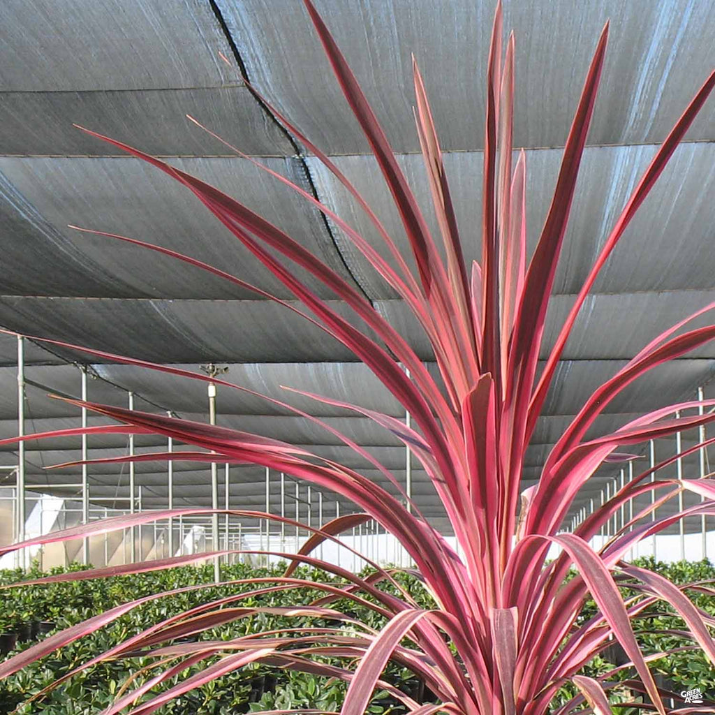 dracaena cordyline red sensation Cordyline 'Cherry Sensation' — Green Acres Nursery & Supply