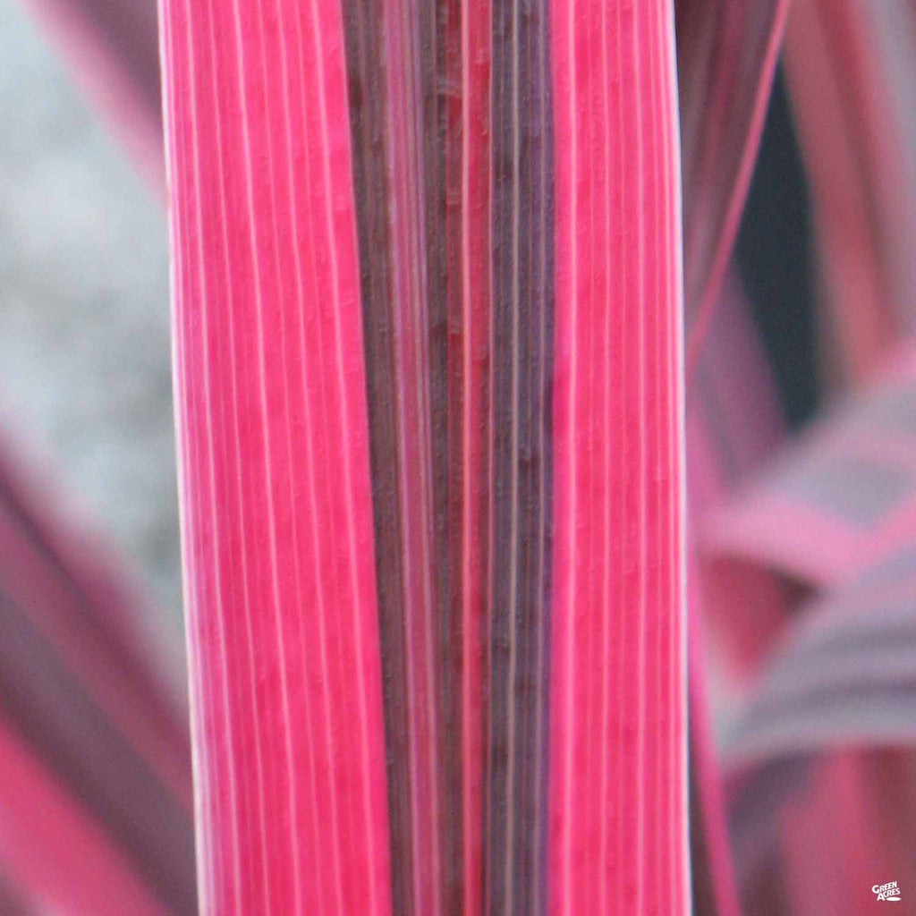 Cordyline 'Electric Pink' — Green Acres Nursery & Supply