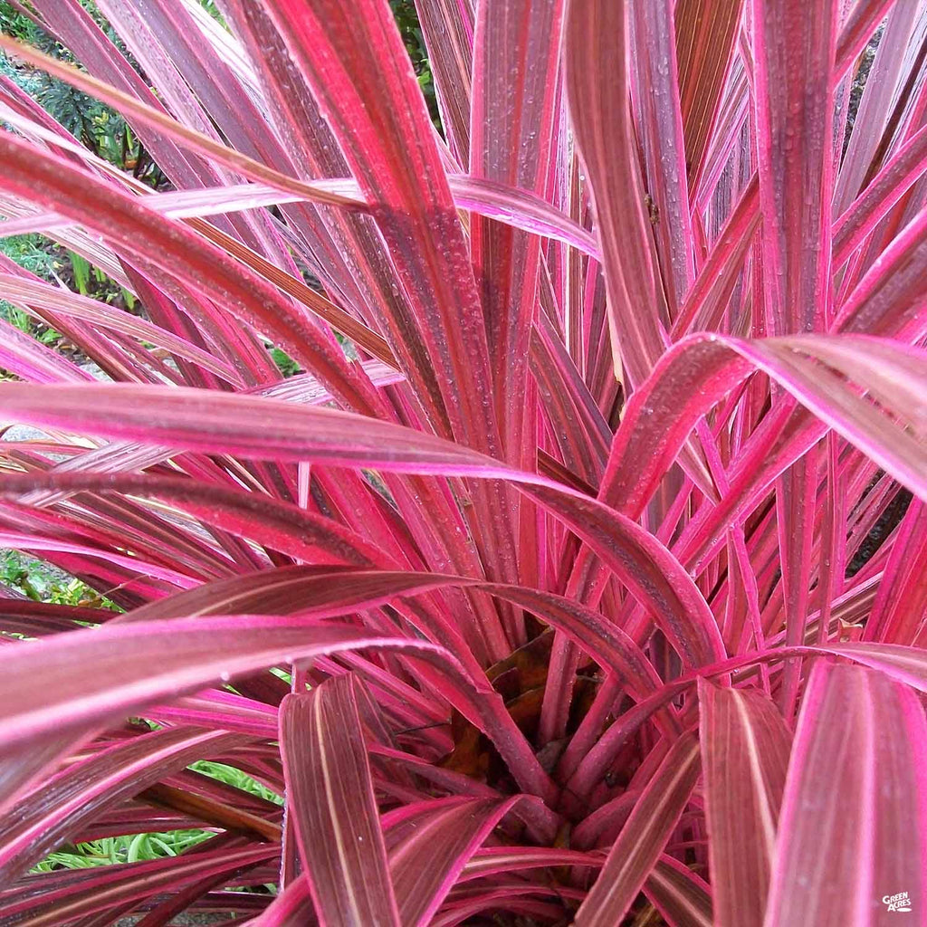 pink cordyline plant Cordyline 'Electric Pink' — Green Acres Nursery & Supply