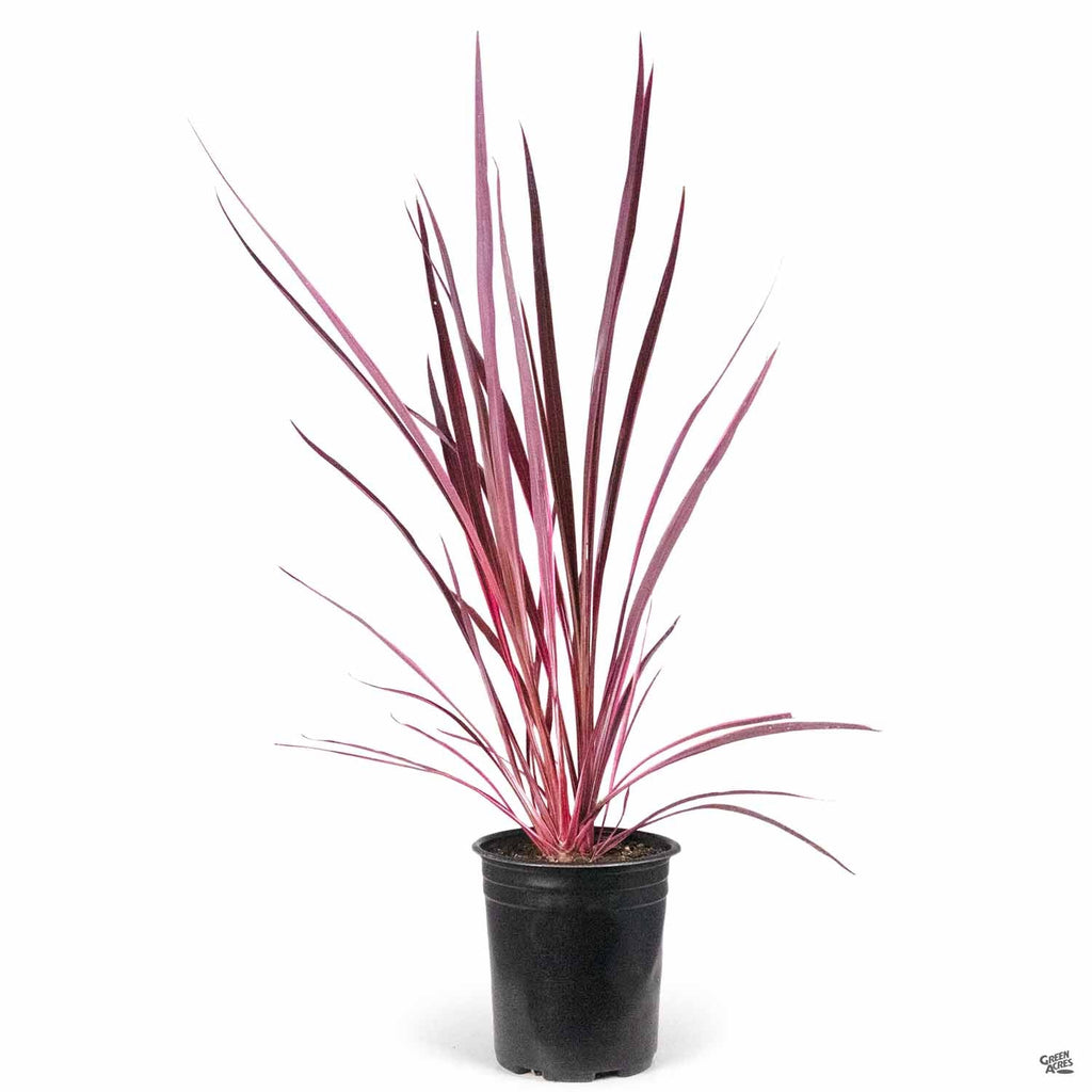 electric pink dracaena palm Cordyline 'Electric Pink' — Green Acres Nursery & Supply