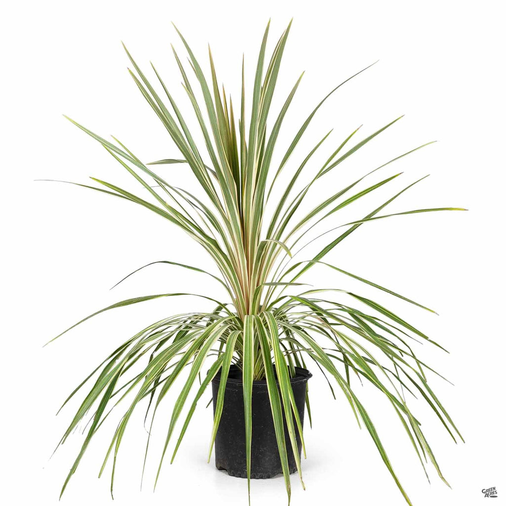 dracaena torbay dazzler Cordyline 'Torbay Dazzler' — Green Acres Nursery & Supply