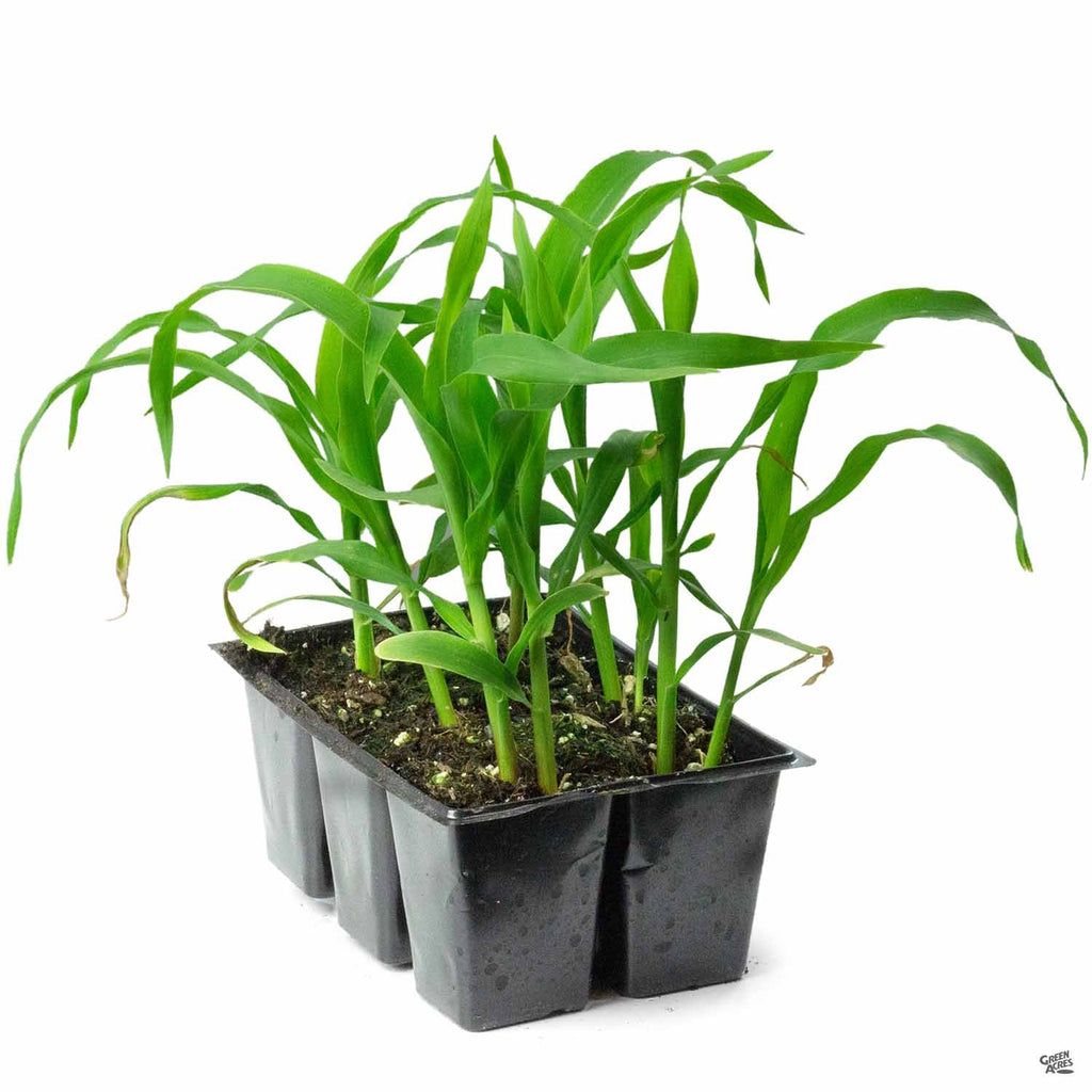 plant corn in a pot Yellow Corn — Green Acres Nursery & Supply