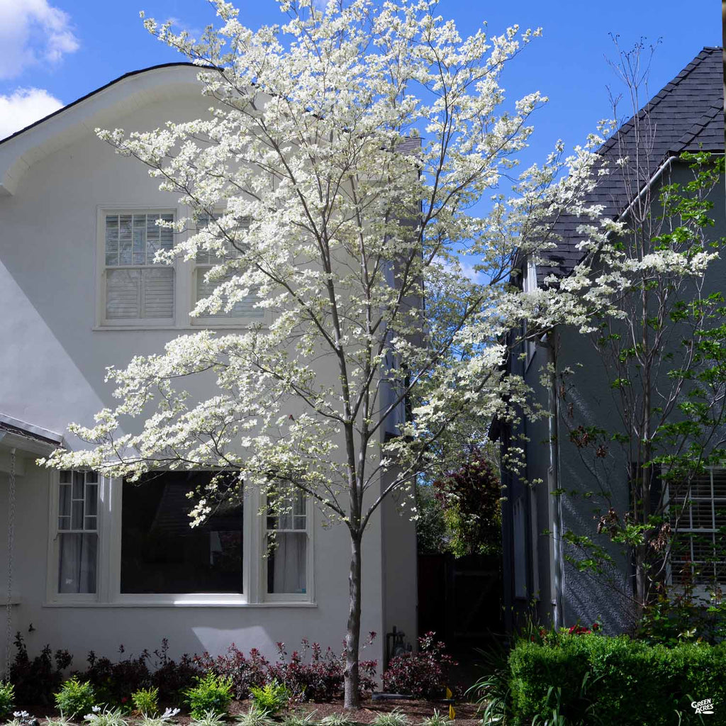 White Dogwood Trees white-dogwood-trees