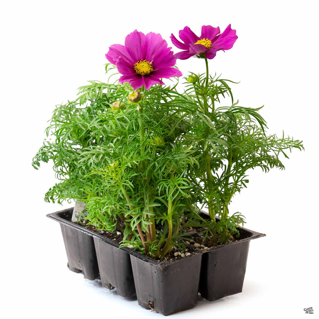 can i plant cosmos in a pot Cosmos — Green Acres Nursery & Supply