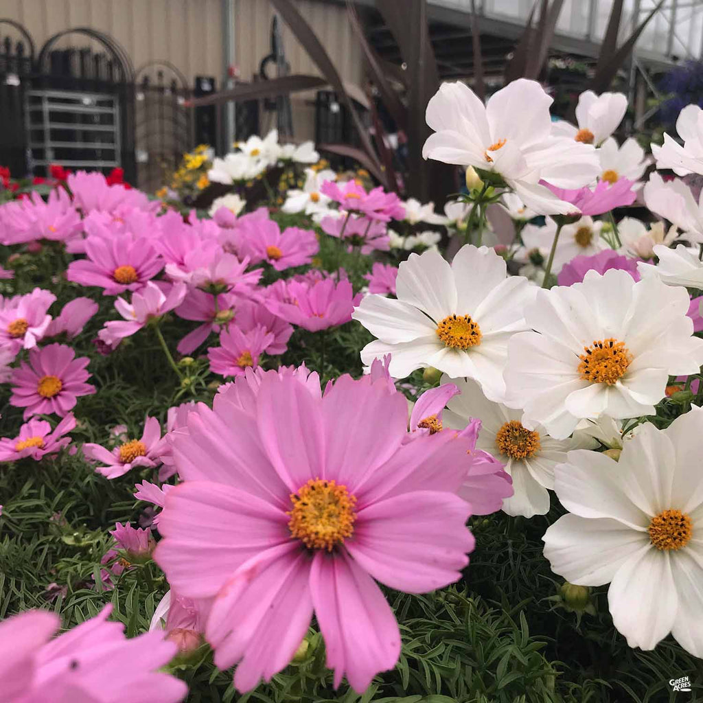 cosmos indoor plant Cosmos — Green Acres Nursery & Supply