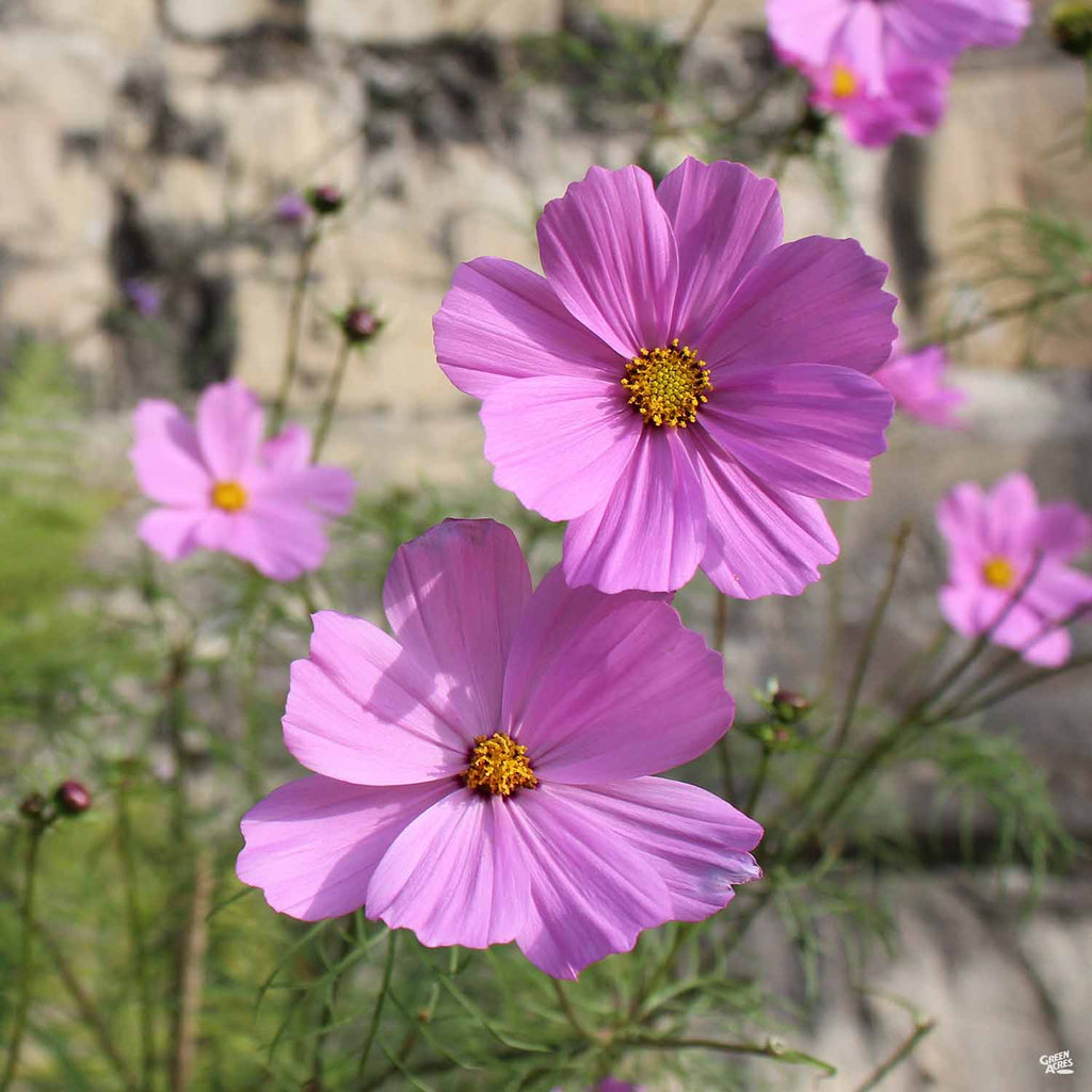 cosmos indoor plant Cosmos — Green Acres Nursery & Supply