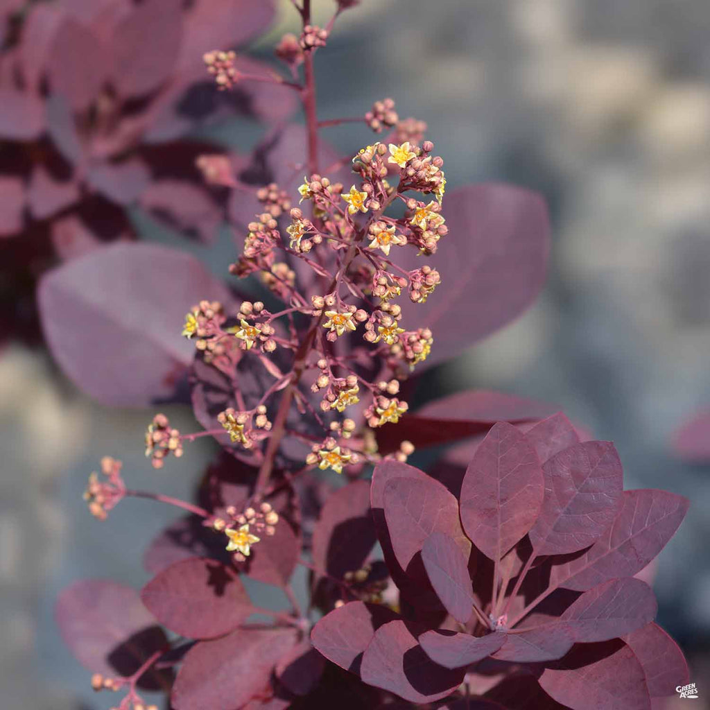 Smoke Tree 'Royal Purple' Green Acres Nursery & Supply Smoke Tree 'Royal Purple' Green Acres Nursery & Supply
