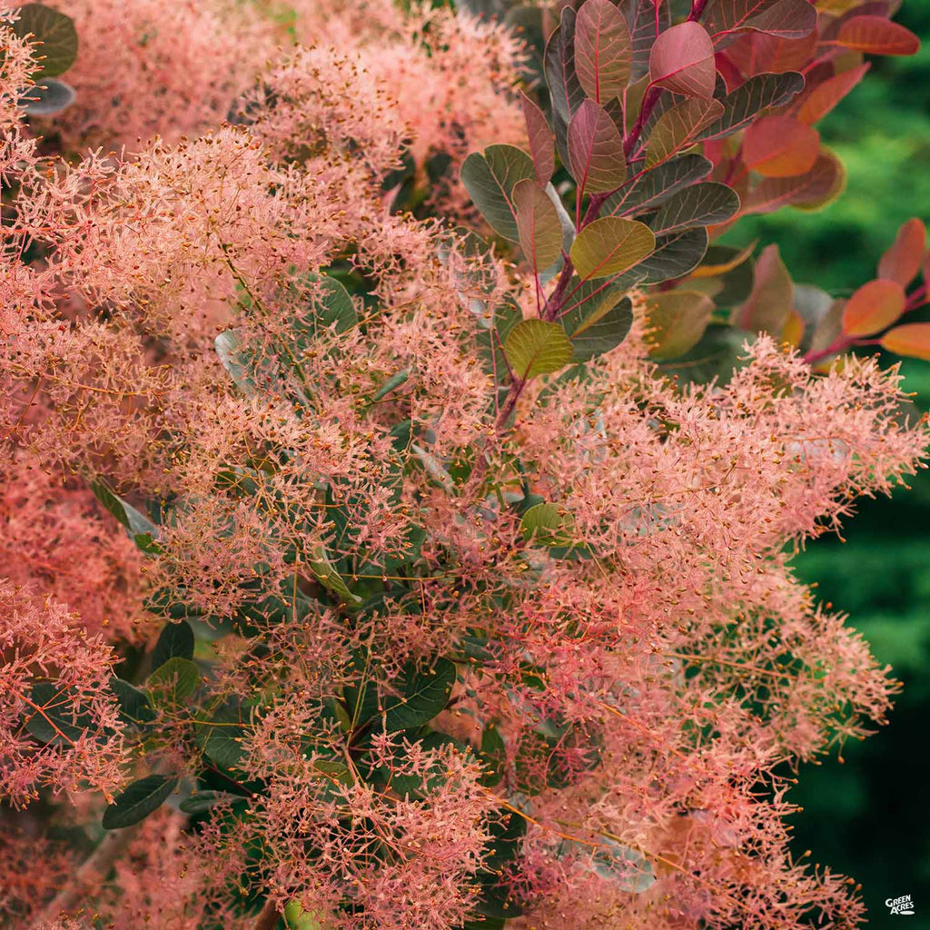 Smoke Tree 'Royal Purple'  Green Acres Nursery & Supply