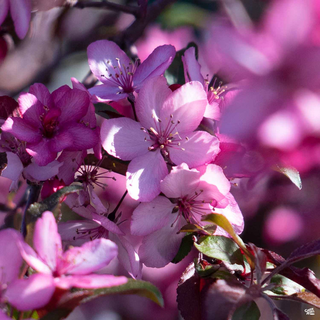 Royal Raindrops Crabapple — Green Acres Nursery & Supply